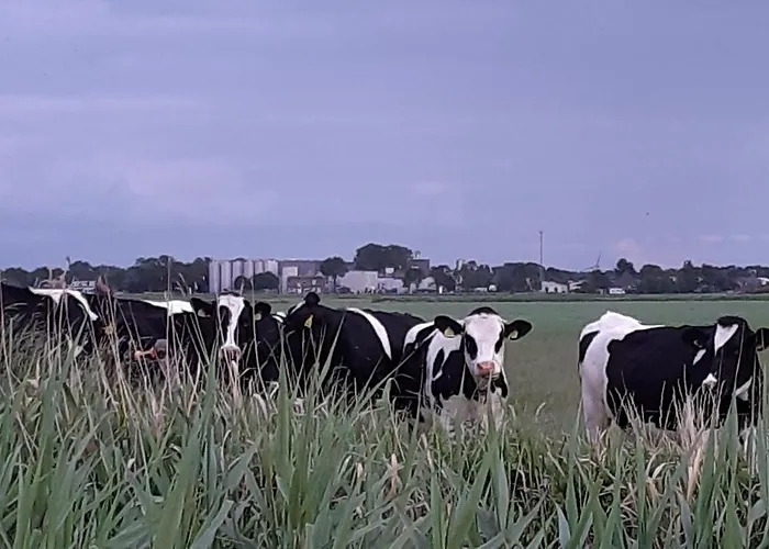 Vakantiehuis Tuinhuis *